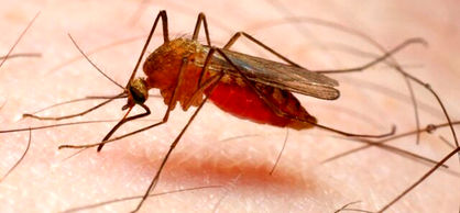 افزایش موارد مالاریا در ایران
